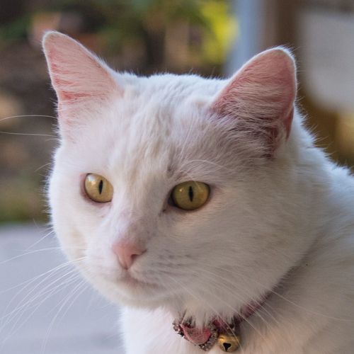 Bianca